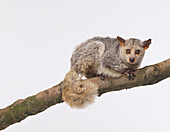Thick-tailed bushbaby