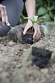 Cabbage (Brassica oleracea 'Derby Day') young plant being planted out in garden