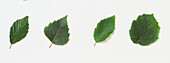 Four leaves