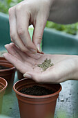 Sowing parsley seeds into small pots of compost