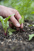 Beetroot (Beta vulgaris 'Bolthardy') seedlings