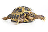 Young horsefields tortoise
