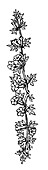 Devil's claw (Harpagophytum procumbens), illustration
