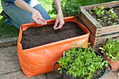 Sowing carrot seeds