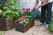 Watering plants in a wicker planter