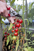 Cherry tomato (Solanum lycopersicum var cerasiforme)