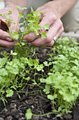 Thinning out Parsley 'Lisette' seedlings