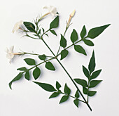 Common jasmine (Jasminum officinale)