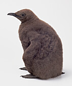 Squatting king penguin chick
