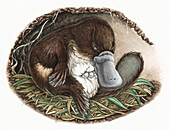 Platypus (Ornithorhynchus anatinus), illustration