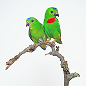 Pair of blue-crowned hanging parrots perched on a branch