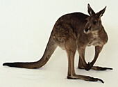 Red kangaroo (Osphranter rufus)