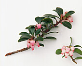 Bearberry (Arcostaphylos uva-ursi)