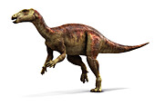 Camptosaurus dinosaurs, illustration