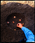 Man planting tulip bulbs in a large hole