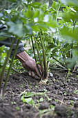 Celeriac (Apium graveolens var rapaceum)