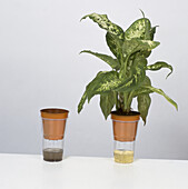 Plant pot inside a plastic pint glass