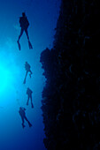 Four scuba divers swimming above coral reef