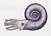 Extinct ammonoid with spiral shell, illustration