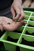 Sowing savoy cabbage (Brassica oleracea 'Tarvoy') seeds