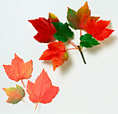 Red maple (Acer rubrum) autumn leaves