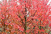 Maple (Acer x freemanii Autumn Blaze ('Jeffersred'))