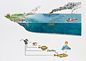 Pollutants affecting the marine food chain, illustration