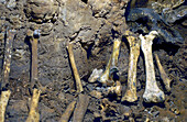 Fossilized bones of bears, hyenas, horses, bison and deer