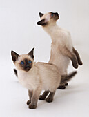 Two chocolate-pointed cream kittens exploring