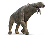 Deinotherium prehistoric mammal, illustration