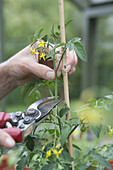 Cutting tomato 'Gardeners Delight' with secateurs
