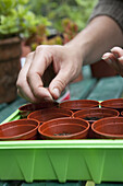 Sowing broccoli (Brassica 'Summer Purple') seeds