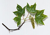 Sycamore (Acer pseudoplatanus) branch