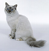 Seal tortie tabby point birman cat