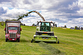 Alfalfa harvest