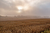 Corn field in early morning fog