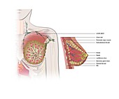 Human breast anatomy, illustration