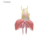 Diaphragm, illustration