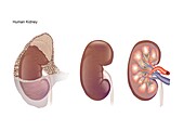 Human kidney, illustration