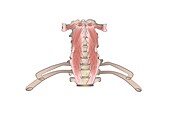 Paravertebral muscles, illustration