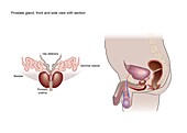 Prostate anatomy, illustration