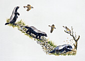 Honeyguide leading honey badger to bees' nest, illustration