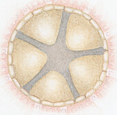 Mouth of sea urchin, illustration
