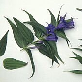 Willow gentian (Gentiana asclepiadea)