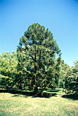 Bunya pine (Araucaria bidwillii)