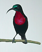 Male scarlet-chested sunbird