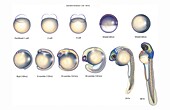 Zebrafish embryo stages, illustration