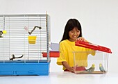 Girl closing lid on temporary bird cage with budgies in it
