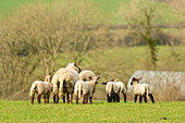 Ewes and lambs in a field