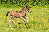 Male Welsh cob horse foal galloping